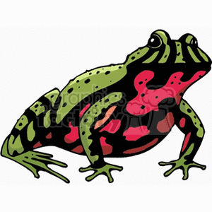 Green striped frog with red belly