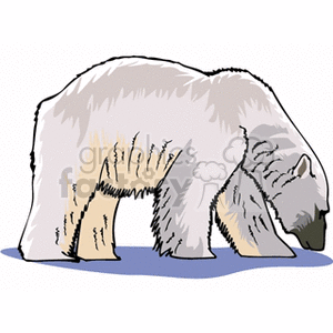 The image shows a full-body profile of a polar bear illustrated in a clipart style. The bear is depicted in shades of white and gray, with some faint markings on its fur, likely to represent texture. The bear is standing on all fours, and appears to be set against a plain background with a small blue section beneath it, possibly representing a patch of ice or water.