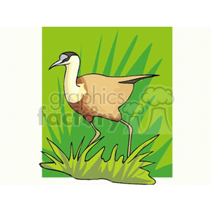White and light brown marsh bird in green grass