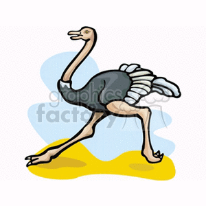 Ostrich with white tail feathers running