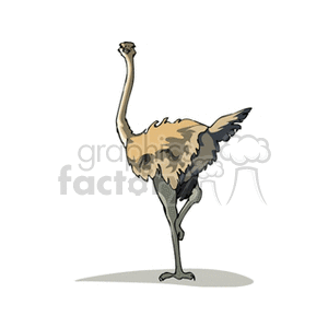 Ostrich standing on one leg