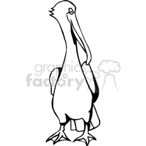 Black and white pelican standing forward-facing