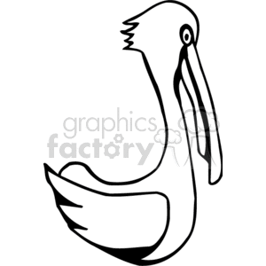 Black and white seated pelican