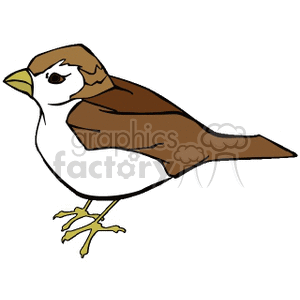 Small brown and white finch 