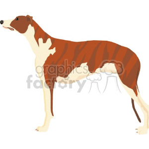 The clipart image shows a stylized illustration of a brown and white greyhound dog in profile. The greyhound has a slender build and a poised stance, characteristic of the breed known for its speed and racing ability.