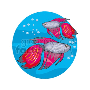 This clipart image depicts two exotic tropical fish swimming in water. They appear to be stylized with vibrant pink and red fins, with a gray body that has a texture suggestive of scales. Bubbles are illustrated in the background to emphasize the underwater environment.