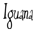 The image is a stylized text or script that reads 'Iguana' in a cursive or calligraphic font.