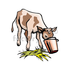 The clipart image shows a brown and white calf on a farm. The calf is feeding from a brown-handled bucket, with a pile of green straw on the ground nearby, indicating the agricultural setting.