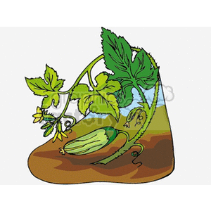 The clipart image depicts cucumbers growing in a garden. There are two cucumbers visible, one fully formed and the other partly hidden under the large green leaves of the cucumber vine. The vine has tendrils and is also showing yellow flowers, which are typical precursors to the fruit. The ground appears to be rich brown soil, indicating the agricultural or gardening context of cucumber cultivation.