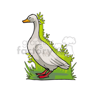 The clipart image features a cartoon of a single goose standing amidst some grass and leafy vegetation. The goose is depicted in a side profile with details such as feathers, an orange beak, and webbed red feet clearly visible.