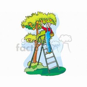 The clipart image depicts a farmer harvesting apples from an apple tree. The farmer is standing on a ladder that is leaning against the tree. There are several apples visible on the tree, and the farmer is reaching up to pick them.