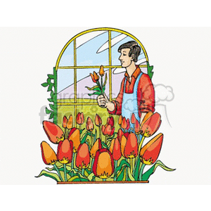 The clipart image depicts a man in a red vest and grey pants tending to a bed of vibrant red tulip flowers. The setting appears to be inside a greenhouse, with a clear arched window showing the sky outside. The man is holding a tulip and examining it closely, which suggests he might be a gardener or florist engaged in agriculture or simply enjoying gardening as a hobby.