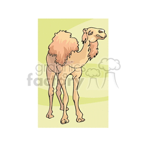 This is a clipart image of a single-humped camel standing in a desert setting. The camel appears calm and has a tuft of fur on its hump and a long neck.