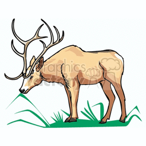 The image depicts a stylized illustration of a single reindeer, with prominent antlers, standing in a grazing posture on a patch of grass.