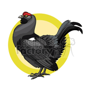 Large black rooster, side profile