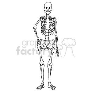 The clipart image depicts a human skeleton, showing the complete structure of bones that make up the skeletal system.