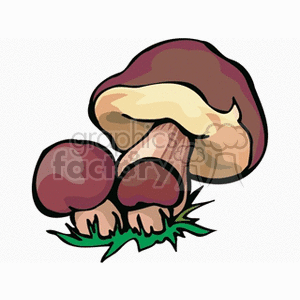 mushroom4