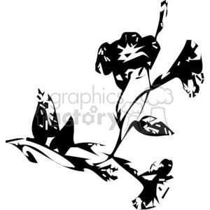 black and white orchids