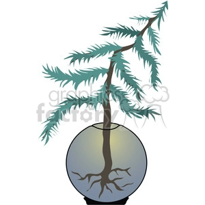 Terrarium Spruce Pine Tree