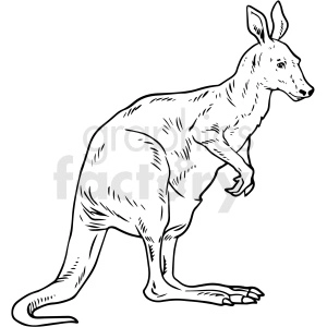 This clipart image features a line drawing of a kangaroo. The kangaroo is standing upright on its powerful hind legs with its tail stretched out behind for balance. It has large feet and the distinctive head shape characteristic of kangaroos.
