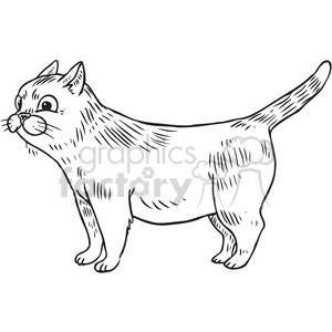 straight cat vector illustration
