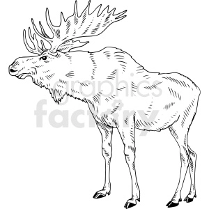 black and white moose vector clipart