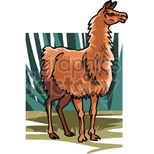 The clipart image shows a drawing of a llama standing on all four legs. The llama has brown fur. It is facing towards the right and appears to be looking at something. There are shrubs or long grass behind it
