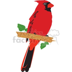 cardinal red bird