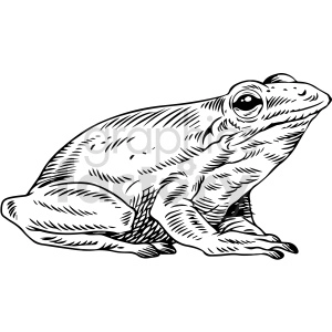 This clipart image depicts a black and white line drawing of a frog. The frog is shown in profile from its right side, sitting in a typical amphibian pose with its eyes, limbs, and textured skin clearly detailed.