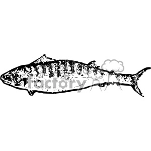 vintage distressed mackerel fish GF vector design vintage 1900 vector art GF