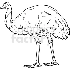 black and white realistic ostrich vector clipart