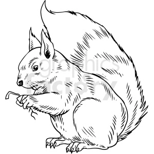 This clipart image features a line drawing of a squirrel. The squirrel is depicted in a detailed sketch style with textured fur and a large, bushy tail. It has big eyes and rounded ears, and it appears to be sitting while holding onto something small with its front paws.