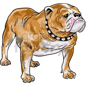 The image is a clipart illustration of a brown and white bulldog. The dog is depicted with a stout build, wrinkled face, and a wide, short snout. It's wearing a spiked collar.