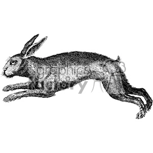 vintage rabbit hare vector vintage 1900 vector art GF