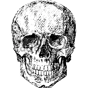 vintage vector skull art