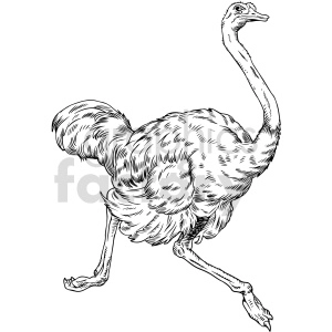 black and white ostrich vector clipart