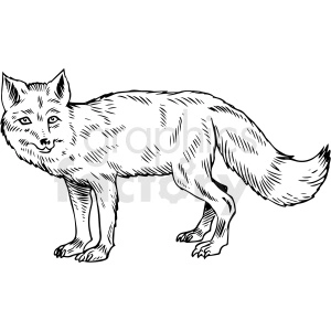 This clipart image depicts a line drawing of a fox in a standing pose. The fox appears alert and is looking towards the viewer with distinctive pointed ears, and a bushy tail characteristic of a fox.