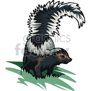 The clipart image depicts a skunk, which is characterized by its black fur with white stripes running from its head down its back. The skunk is standing on green grass with its tail prominently raised, potentially as a display or defense mechanism.