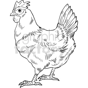 black and white chicken vector clipart