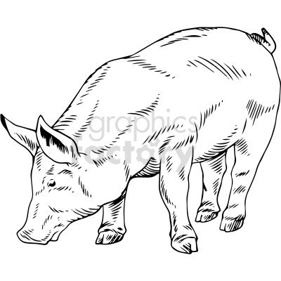 The image is a line drawing of a pig seen from the side, with its head turned slightly downward. It's a black-and-white clipart illustration, with no colors filled in. The details show the pig's features, such as its snout, ears, and tail, with simple line shading to suggest the animal's form and texture.