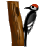   woodpecker bird birds tree trees Animations Mini Animals  