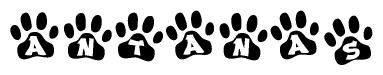 The image shows a row of animal paw prints, each containing a letter. The letters spell out the word Antanas within the paw prints.