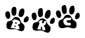 The image shows a series of animal paw prints arranged horizontally. Within each paw print, there's a letter; together they spell Bkc
