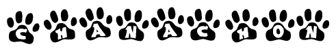 The image shows a series of animal paw prints arranged in a horizontal line. Each paw print contains a letter, and together they spell out the word Chanachon.