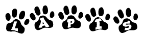 The image shows a series of animal paw prints arranged in a horizontal line. Each paw print contains a letter, and together they spell out the word Lapis.