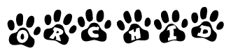 The image shows a series of animal paw prints arranged in a horizontal line. Each paw print contains a letter, and together they spell out the word Orchid.