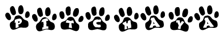 The image shows a row of animal paw prints, each containing a letter. The letters spell out the word Pitchaya within the paw prints.