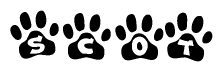 The image shows a series of animal paw prints arranged in a horizontal line. Each paw print contains a letter, and together they spell out the word Scot.