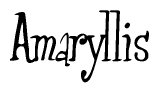 The image is of the word Amaryllis stylized in a cursive script.