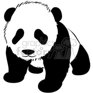 Baby Panda cub crawling towards you clipart.